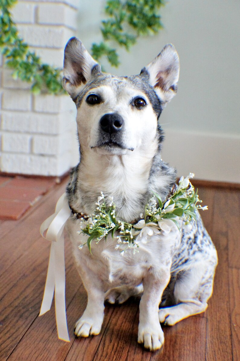 Wedding dog crown, dog wreath, dog flower crown, dog flower collar, puppy flower crown, puppy flower collar, flower crown image 2