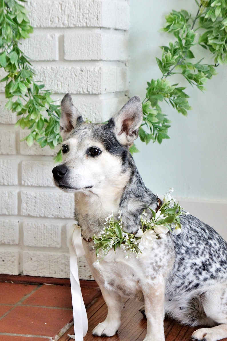 Wedding dog crown, dog wreath, dog flower crown, dog flower collar, puppy flower crown, puppy flower collar, flower crown image 1