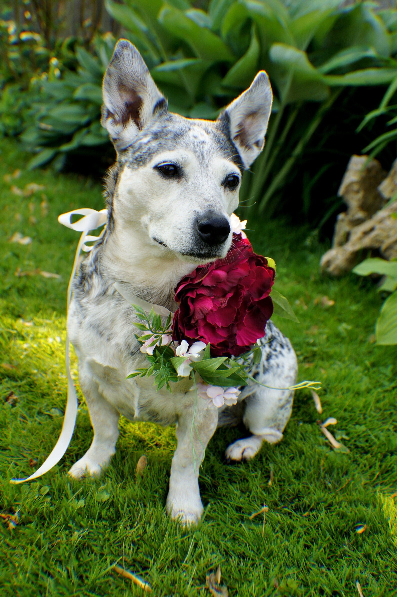 Wedding Dog Crown Dog Wreath Dog Flower Crown Dog Flower Etsy