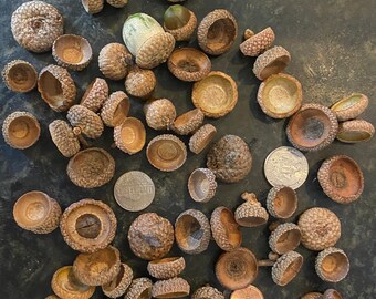 Acorn Caps/set of 50/Felting/Crafting/Fall/ Natural Decor/Fall Craft Supplies/Farmhouse Decor.