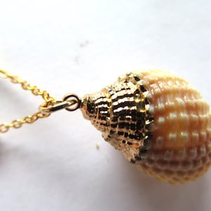 Gold Periwinkle Shell pendant
