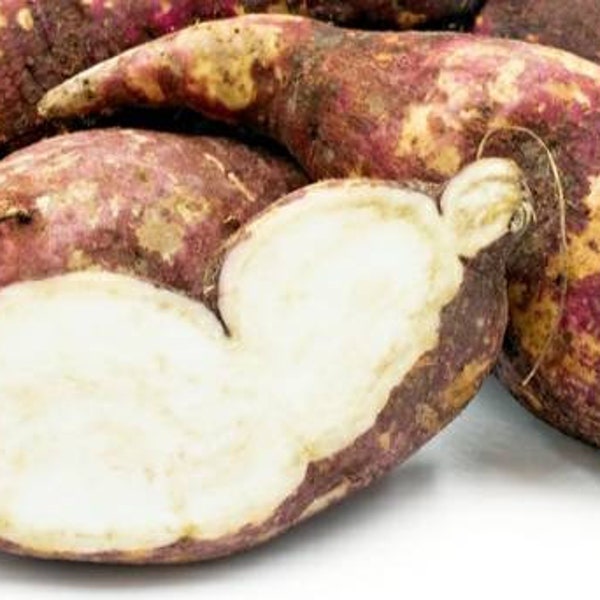 Sweet Potato Slips Etsy