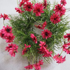 PINK STAR DAISY Candle Ring