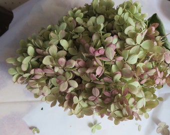 LARGE DRIED HYDRANGEA    Flower Crafting     Sale!