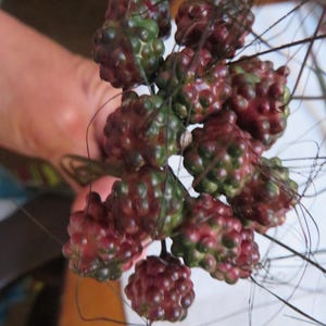 May include: A cluster of small, round, berry-like objects with a bumpy texture. The berries are a mix of deep red and green hues, attached to thin, dark stems. The image is a close-up, highlighting the unique shape and color of the berries.