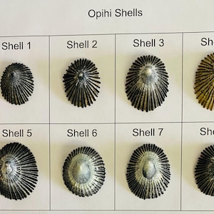 Könnte beinhalten: Das Bild zeigt acht Opihi-Muscheln, jede mit einer Nummer versehen. Die Muscheln weisen ein radiales Muster aus dunklen Linien auf, die von einem zentralen Punkt ausgehen. Muschel 4 hat einen bräunlichen Farbton. Auf der linken Seite ist ein Lineal zu sehen.