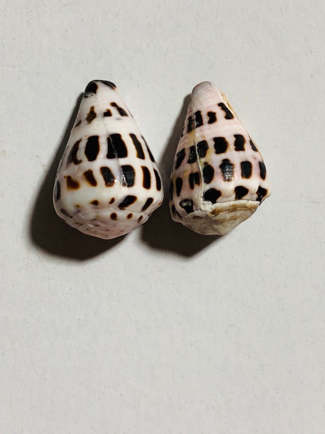Hawaii Medium Hebrew Cone Shells - Etsy