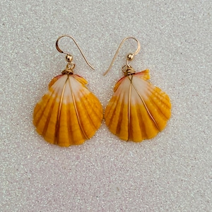 Hawaii Genuine Sunrise Shell Gold Wire Wrapped Dangling Earrings