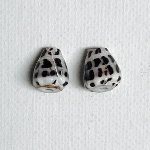 May include: Two small, cone-shaped seashells with a white base and black spots. The shells have a smooth texture and a natural, organic appearance. They are displayed against a plain white background.