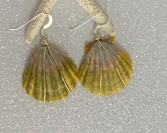 Hawaii Sunrise Shell Silver Wire Wrapped Earrings