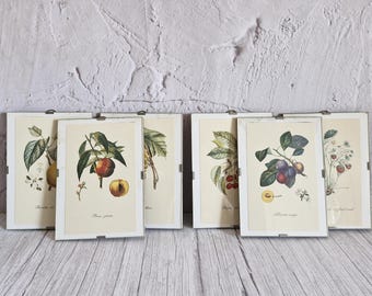 Vintage fruit botanische prints set van 6 geglazuurde ingelijste kunst Franse antieke illustratie keuken natuur galerij muur Cottagecore woondecoratie