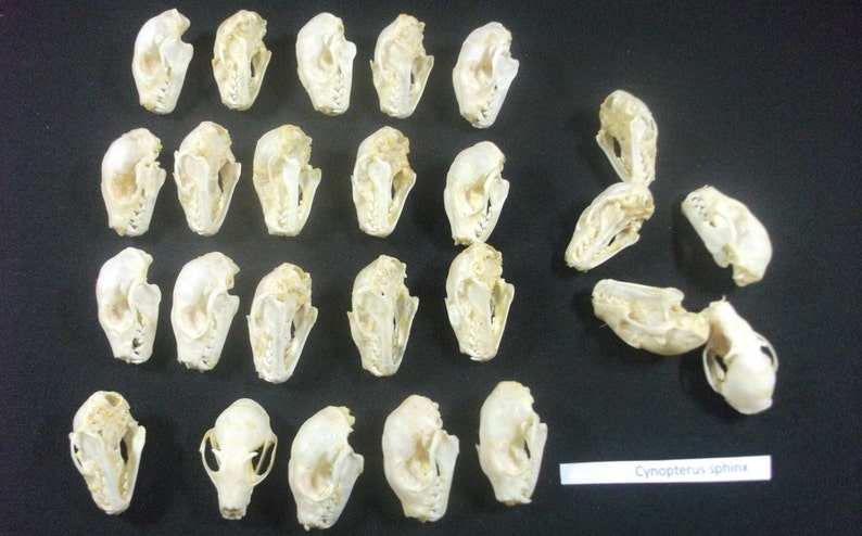 Greater Short-nosed Fruit Bat Cynopterus sphinx Skeleton FAST FROM USA
