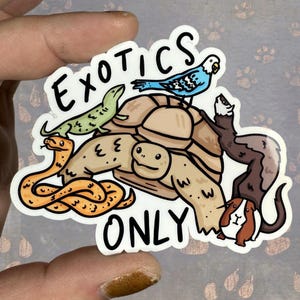 Exotiken Nur Glänzend Vinyl Aufkleber | Hochwertige Kunst Feline Geschenk niedlichen Tierliebhaber Lustige Katze Schildkröte Eidechse Schlange Frettchen