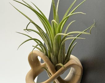 Mobius Strip Magnetic Air Plant Air Fern Holder | Indoor Plant Decor | Custom Sizing Available