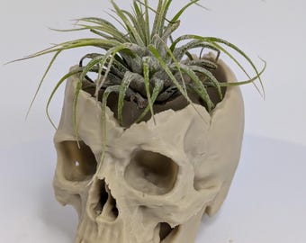 Skull Air Plant Holder | Tillandsia Display | Dark Cottagecore Decor | Gothic Plant Lover Gift | Dark Academia Home Decor
