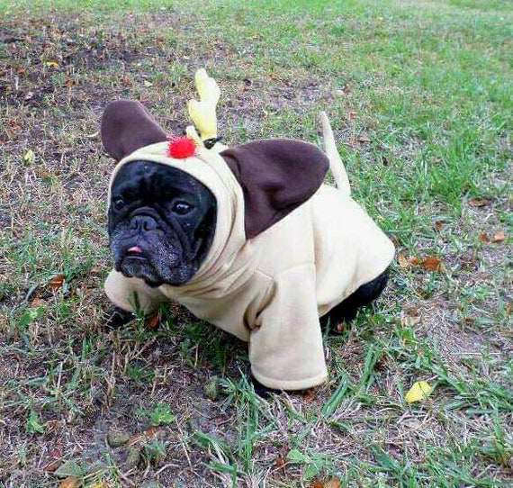 french bulldog boston terrier
