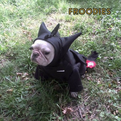 frenchie ups costume