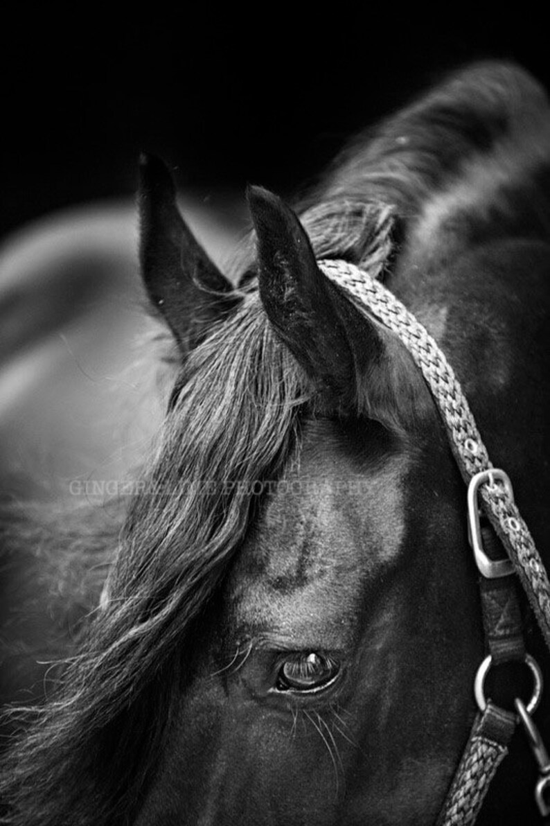 Black And White Horse Head Photograph Limited Edition Etsy