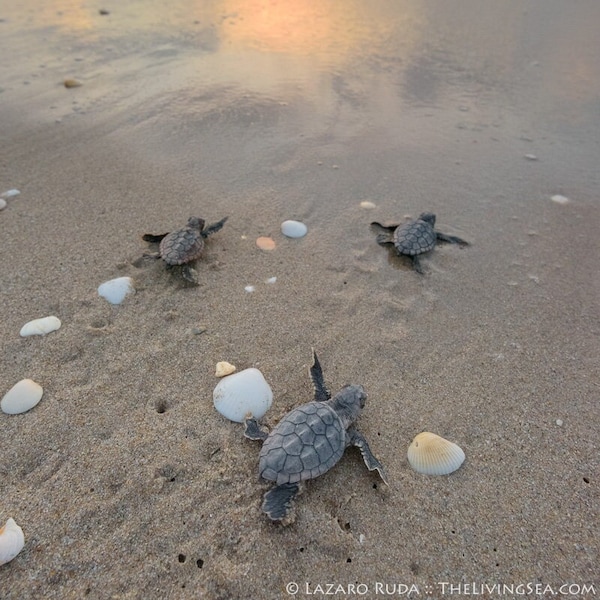 Baby Sea Turtles Heading On To The Ocean Fine Wall Art Photograph Print