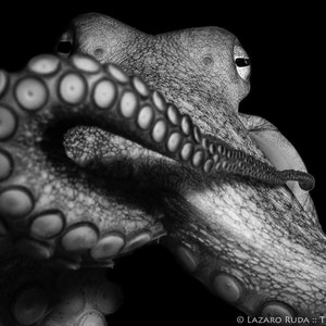 Octopus Black and White Fine Art Photograph Print