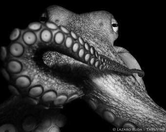 Octopus Black and White Fine Art Photograph Print