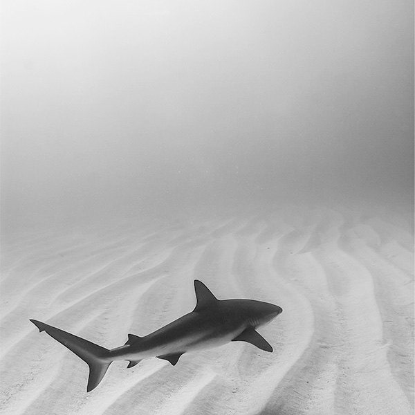 Caribbean Reef Shark Fine Art Underwater Photograph Print