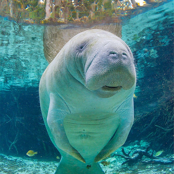 Florida Manatee Fine Art Underwater Photograph Print