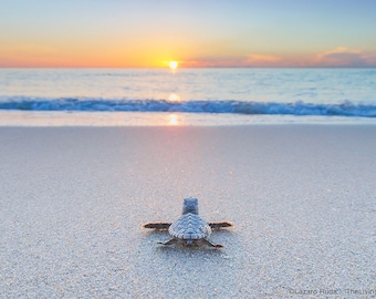 Baby Sea Turtle On The Beach Fine Wall Art Photograph Print