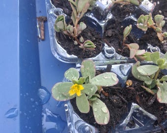Pianta viva di portulaca biologica - Coltivata in Texas