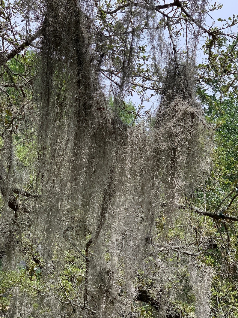 Live Spanish Moss Florida Tillandsia Usneoides Air Plant 1 Etsy UK
