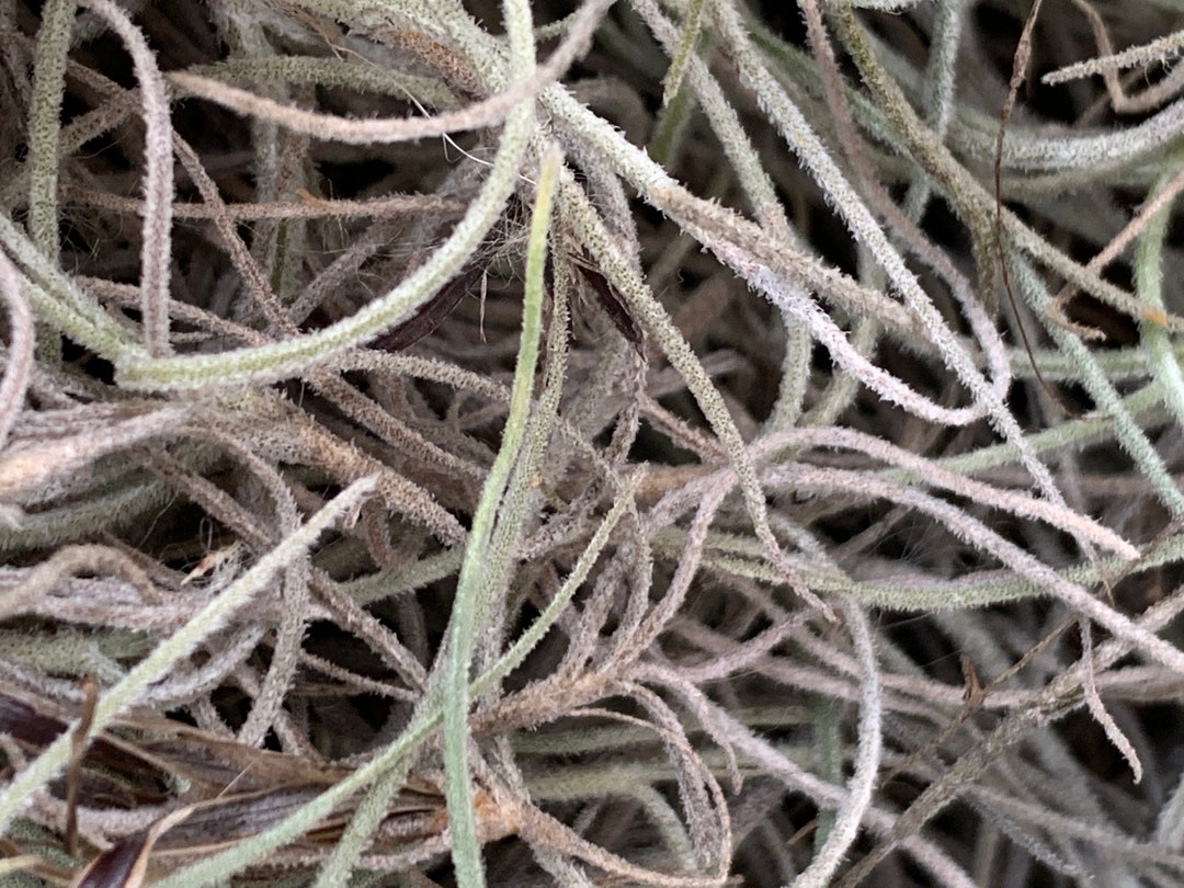 Live Spanish Moss Florida Tillandsia Usneoides Air Plant 1 Etsy