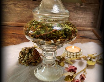 Rose of Jericho in Apothecary Glass Jar