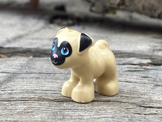 Pug Dog Standing With Black Face and Ears, Bright Pink Nose and