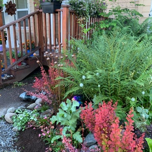 K&ouml;nnte beinhalten: Eine &uuml;ppige gr&uuml;ne Farnpflanze, die in einem Garten w&auml;chst. Der Farn ist von anderen Pflanzen umgeben, darunter ein rotbl&auml;ttriger Busch und eine gro&szlig;e gr&uuml;ne Blattpflanze. Im Hintergrund befinden sich ein Holzzaun und ein Steinweg.