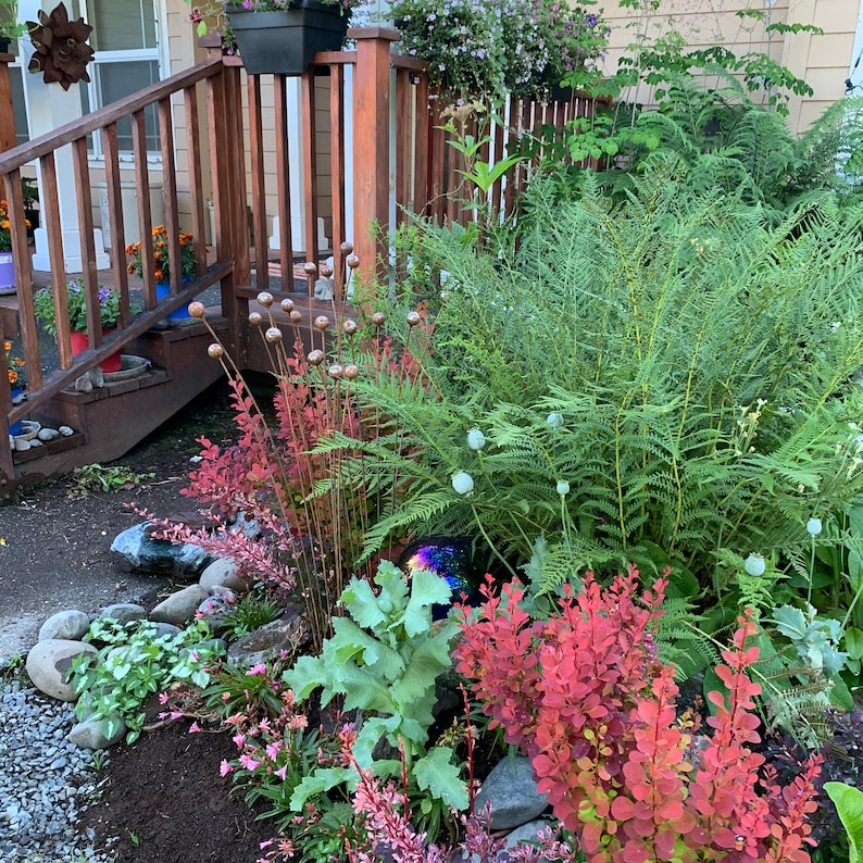 K&ouml;nnte beinhalten: Eine &uuml;ppige gr&uuml;ne Farnpflanze, die in einem Garten w&auml;chst. Der Farn ist von anderen Pflanzen umgeben, darunter ein rotbl&auml;ttriger Busch und eine gro&szlig;e gr&uuml;ne Blattpflanze. Im Hintergrund befinden sich ein Holzzaun und ein Steinweg.