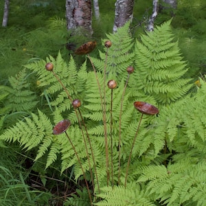 Metal kinetic garden art with rust patina in fern garden.