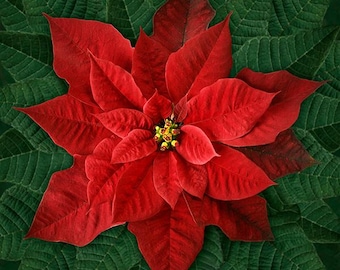 Dream Big Poinsettia panel from Hoffman Fabrics, big, dramatic, and beautiful. 42 inches square. FREE SHIPPING