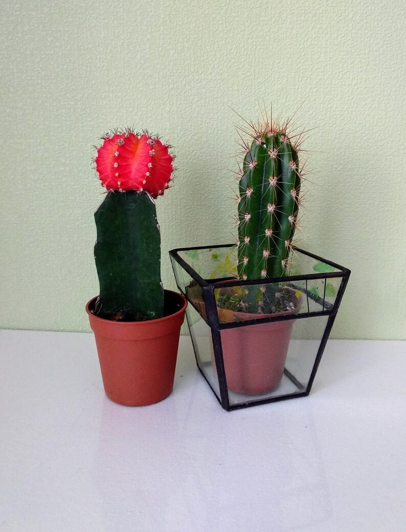 Glass pot Garden decor Small planter for cactus Geometric terrarium Container for flowers