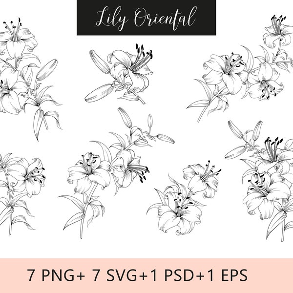 Lily flower line art| Floral svg bundle| 7 design elements flower line art| Flower Svg