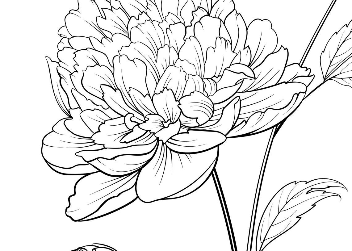 Peony Svg Peony plant Floral svg Black and white peony Etsy
