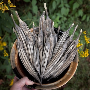 Dried Okra Pods for Crafts or Fall Home Decor | EIGHT Pods |  Rustic Farmhouse | DIY Christmas Ornament Craft Supplies