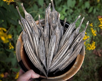 Spider Claw Seed Pods - Natural Dried Botanicals - Terrarium Supplies, 4  Pack - Etsy