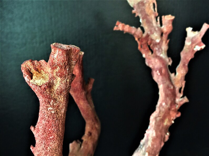 30% off Vintage Indonesian natural red disease-death coral | Etsy