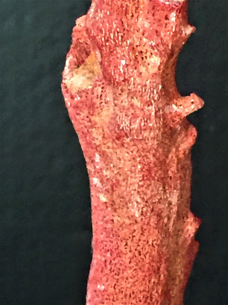 30% off Vintage Indonesian natural red disease-death coral | Etsy