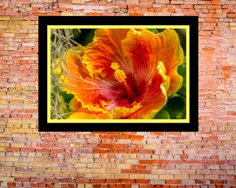 Fine Art Print - Hibiscus Flower Macro - scenic color photograph, gift ideas, present, home office wall decor furnishings