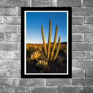 May include: A close-up of a tall, slender cactus with multiple stems growing in a desert landscape. The cactus is a vibrant green color and is surrounded by smaller plants and rocks. The sky is a clear blue with a hint of orange in the distance.