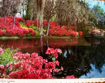 Carte postale avec photo réelle Middleton Gardens de Charlotte, Caroline du Sud non utilisée