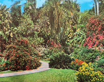 St Petersburg, Florida Sunken Garden Real Photo Postcard Unused