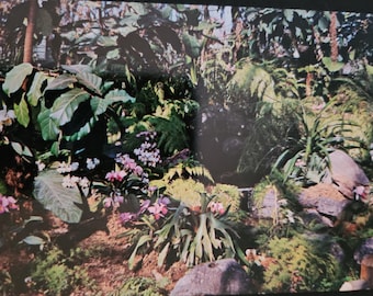 Milwaukee, Wisconsin Mitchell Park Horticultural "The Domes" Real Photo Postcard Unused