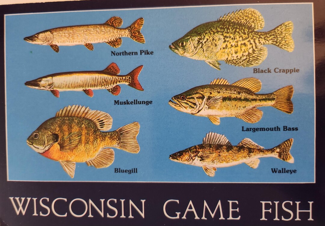Wisconsin Rough Fish Wisconsin Game Fish Postcard: Pike, Bluegill, Walleye, Bass, Crappie ...